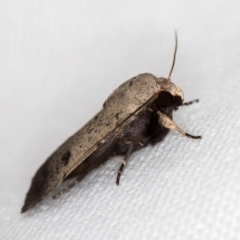 Proteuxoa tibiata (Horseshoe Noctuid) at Melba, ACT - 10 Mar 2021 by Bron