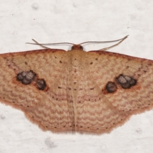 Epicyme rubropunctaria at Melba, ACT - 2 Apr 2021