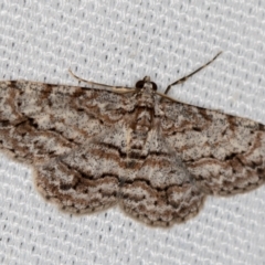 Didymoctenia exsuperata (Thick-lined Bark Moth) at Melba, ACT - 10 Mar 2021 by Bron
