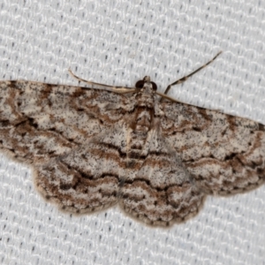 Didymoctenia exsuperata at Melba, ACT - 10 Mar 2021