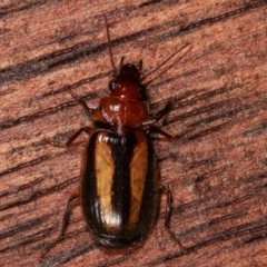 Philophlaeus sp. (genus) (Bark carab beetle) at Melba, ACT - 2 Apr 2021 by kasiaaus