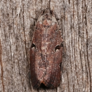 Meritastis pyrosemana at Melba, ACT - 3 Apr 2021 08:36 PM