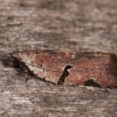 Meritastis pyrosemana at Melba, ACT - 3 Apr 2021 08:36 PM