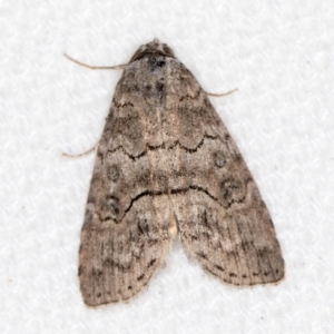 Calathusa sp nr dispila at Melba, ACT - 10 Mar 2021