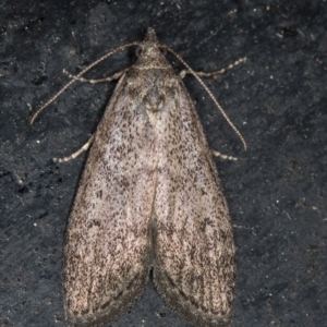 Heteromicta pachytera at Melba, ACT - 10 Mar 2021 01:59 PM