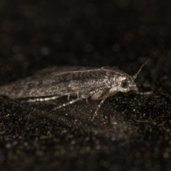 Heteromicta pachytera at Melba, ACT - 10 Mar 2021 01:59 PM