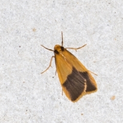 Threnosia heminephes (Halved Footman) at Melba, ACT - 10 Mar 2021 by Bron