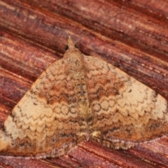 Chrysolarentia mecynata (Mecynata Carpet Moth) at Melba, ACT - 3 Apr 2021 by kasiaaus