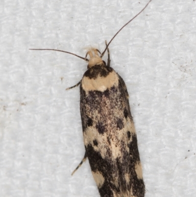 Sphyrelata amotella (A Concealer moth) at Melba, ACT - 10 Mar 2021 by Bron