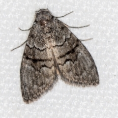 Uraba lugens (Gumleaf Skeletonizer) at Melba, ACT - 10 Mar 2021 by Bron