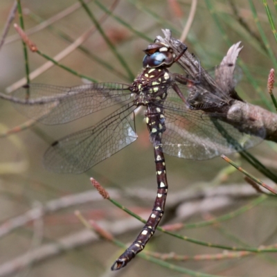 Dendroaeschna conspersa (Wide-faced Darner) at ANBG - 10 Apr 2021 by Lindell