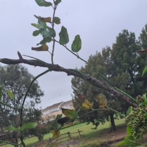 Araujia sericifera at Greenway, ACT - 8 Apr 2021