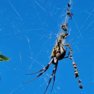 Trichonephila edulis (Golden orb weaver) at Isaacs, ACT - 9 Apr 2021 by Mike