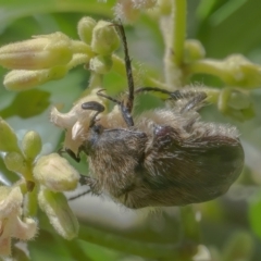 Bisallardiana gymnopleura (Brown flower chafer) at Acton, ACT - 26 Feb 2021 by WHall