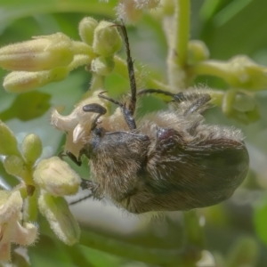 Bisallardiana gymnopleura at Acton, ACT - 26 Feb 2021