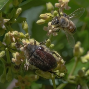 Bisallardiana gymnopleura at Acton, ACT - 26 Feb 2021