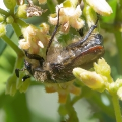 Bisallardiana gymnopleura at Acton, ACT - 26 Feb 2021 11:38 AM