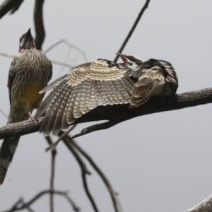 Eudynamys orientalis at Higgins, ACT - 10 Apr 2021