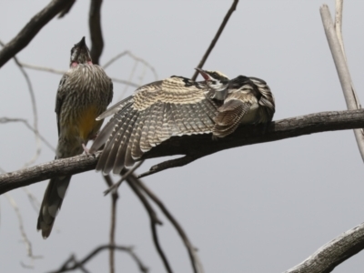 Eudynamys orientalis (Pacific Koel) at Higgins, ACT - 10 Apr 2021 by AlisonMilton