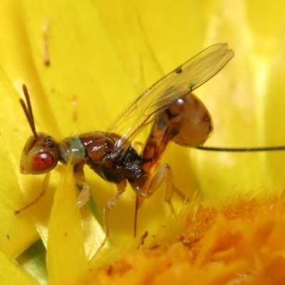 Megastigmus sp. (genus) (Parasitic wasp) at ANBG - 9 Apr 2021 by TimL