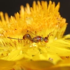 Megastigmus sp. (genus) at Acton, ACT - 9 Apr 2021