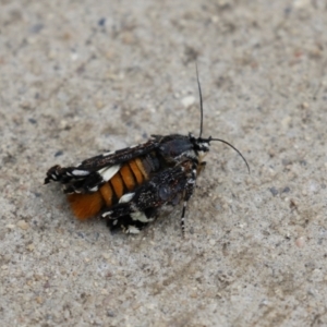 Agaristinae (subfamily) at Hume, ACT - 10 Apr 2021 12:24 PM