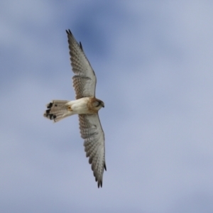 Falco cenchroides at Hume, ACT - 10 Apr 2021