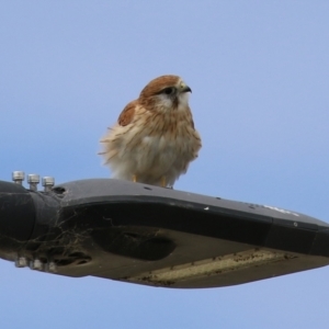 Falco cenchroides at Hume, ACT - 10 Apr 2021