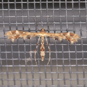 Sphenarches anisodactylus at O'Connor, ACT - 5 Apr 2021 10:25 PM