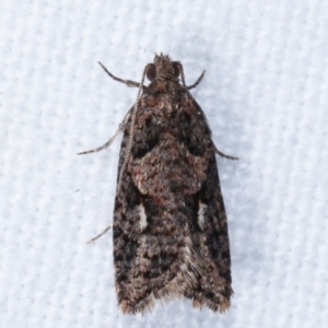 Epitymbia (genus) at Melba, ACT - 3 Apr 2021 10:46 PM