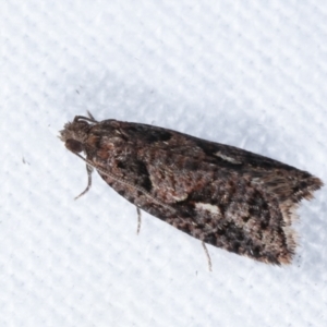 Epitymbia (genus) at Melba, ACT - 3 Apr 2021 10:46 PM