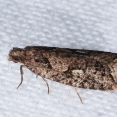 Epitymbia (genus) at Melba, ACT - 3 Apr 2021 10:46 PM