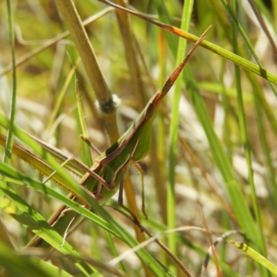 Acrida conica (Giant green slantface) at Tuggeranong DC, ACT - 2 Apr 2021 by MatthewFrawley