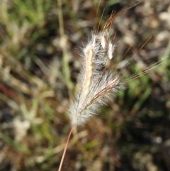 Dichanthium sericeum (Queensland Blue-grass) at Kambah, ACT - 2 Apr 2021 by MatthewFrawley