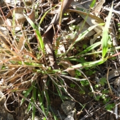 Dichanthium sericeum at Kambah, ACT - 3 Apr 2021 10:28 AM