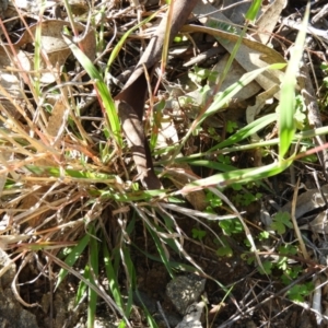 Dichanthium sericeum at Kambah, ACT - 3 Apr 2021 10:28 AM