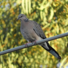 Spilopelia chinensis (Spotted Dove) at Kambah, ACT - 4 Apr 2021 by MatthewFrawley