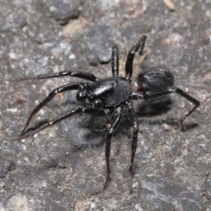 Corinnidae (Family) at ANBG - 9 Apr 2021 12:51 PM