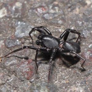 Corinnidae (Family) at ANBG - 9 Apr 2021 12:51 PM