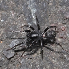 Corinnidae (Family) at ANBG - 9 Apr 2021 12:51 PM