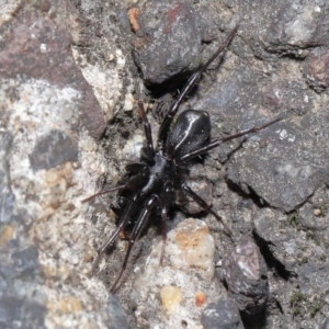 Corinnidae (Family) at ANBG - 9 Apr 2021 12:51 PM