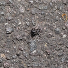 Corinnidae (Family) at ANBG - 9 Apr 2021 12:51 PM