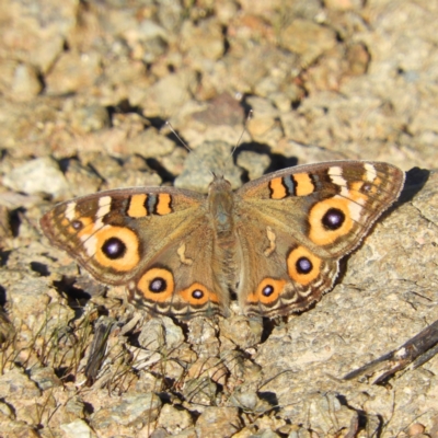 Junonia villida (Meadow Argus) at Kambah, ACT - 3 Apr 2021 by MatthewFrawley