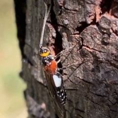 Braconidae (family) (Unidentified braconid wasp) at Murrumbateman, NSW - 5 Apr 2021 by SimoneC