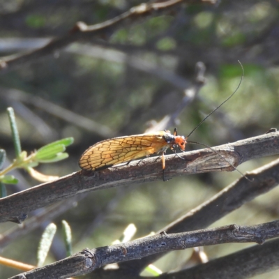 Chorista australis (Autumn scorpion fly) at Kambah, ACT - 2 Apr 2021 by MatthewFrawley