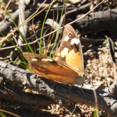 Heteronympha merope (Common Brown Butterfly) at Tuggeranong DC, ACT - 3 Apr 2021 by MatthewFrawley