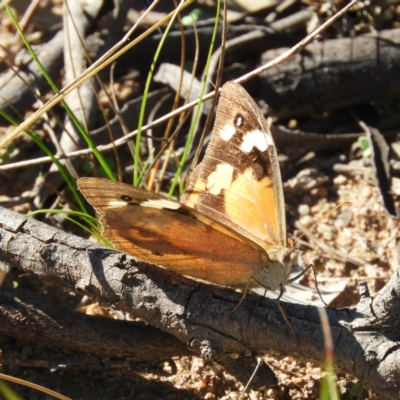 Heteronympha merope (Common Brown Butterfly) at Tuggeranong DC, ACT - 3 Apr 2021 by MatthewFrawley