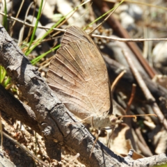 Heteronympha merope at Tuggeranong DC, ACT - 3 Apr 2021 10:20 AM