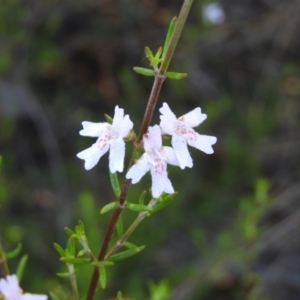 Westringia eremicola at Kambah, ACT - 3 Apr 2021