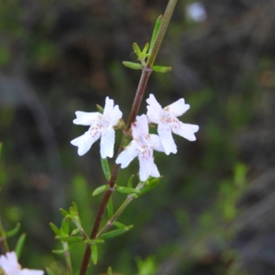 Westringia eremicola (Slender Western Rosemary) at Kambah, ACT - 3 Apr 2021 by MatthewFrawley